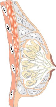 A női mell szerkezete